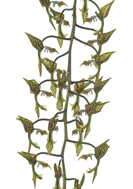 Gongora grossa (Gongora)