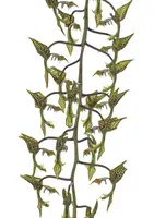 Gongora grossa