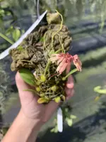 Bulbophyllum roxburghii (bareroot)