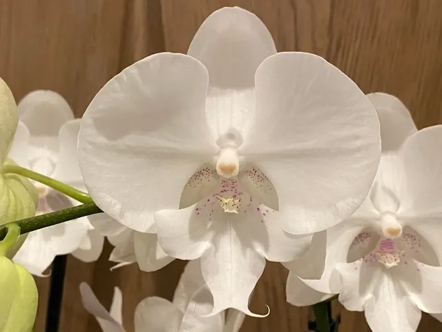 Phalaenopsis Large White Tiny Pink Dots Big Lip 2 Spikes 34″ H