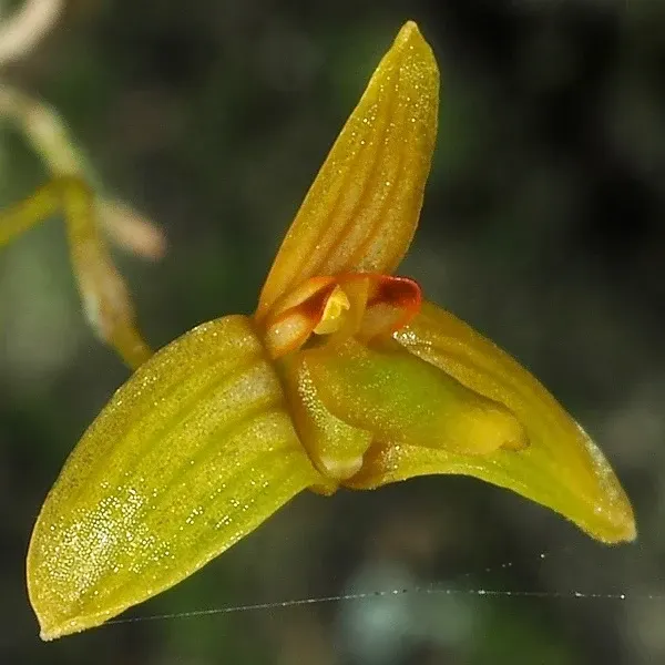 Bulbophyllum simplicilabellum sp (Bulbophyllum)
