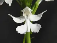 Habenaria dentata