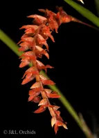Dendrochilum wenzelii