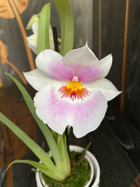 Miltoniopsis Linda Lingle ‘Kai’aina’ Parfumata