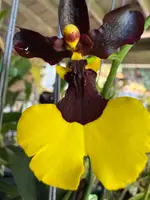 Gomesa Jiaho Queen 'Jia Ho' FCC/AOS Gm/Toga — Not Currently In Bloom or Spike