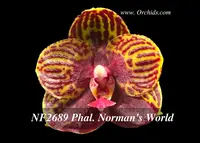 Phal. Norman's World 'Note: Received Award of Quality 5/13/2023 ' (YangYang Love ' Montclair' AM/AOS x GW Green World ' Prince ' )