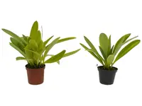 Masdevallia ayabacana (Big)