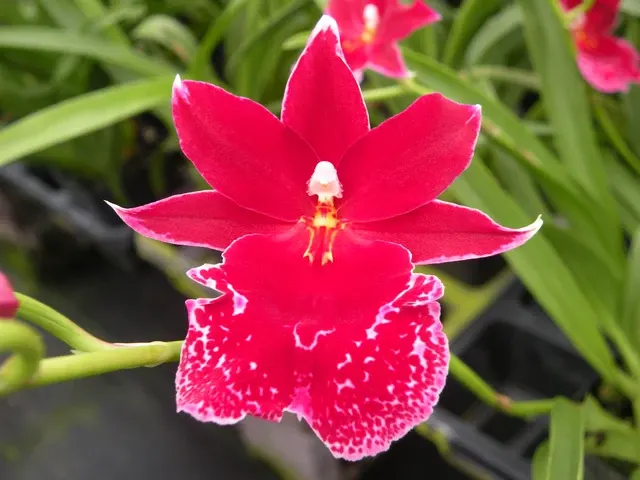 Vuylstekeara Home Spun Sprite 'Saphire Seduction'