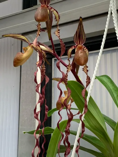 Paphiopedilum sanderianum 'Chocolate Queen X 101cm Select' (Paphiopedilum)