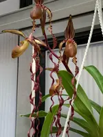 Paphiopedilum sanderianum 'Chocolate Queen x 101cm Select' — 14 cm / No