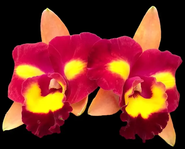 Rhyncholaeliocattleya Star of Siam 'Star Platinum'