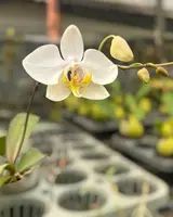 Phalaenopsis amabilis
