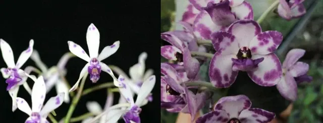 Vanda Neof Hsinying Starry