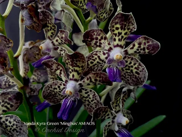 Vanda Kyra Green AM/AOS – Sweet Fragrant! 'Minghus'