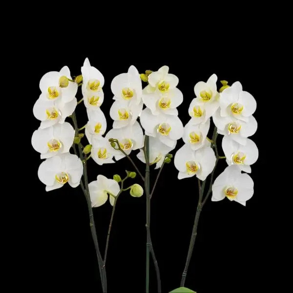 Phalaenopsis Dream Chaser