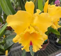 Rlc. Suzuki's Preciosa 'Hsinying' (Chunyeah x Goldenzelle) (M480) (Hybrid) Rlc.=Rhyncholaeliocattleya