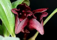 Bulbophyllum cruentum