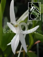 Jumellea comorensis