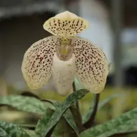 Paphiopedilum godefroyae – Email Order Only