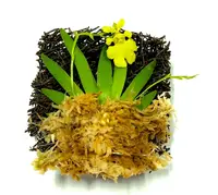Psygmorchis Pusilla, Miniature Oncidium Orchid, Wood Mount