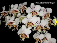 WP2647 Phalaenopsis stuartiana 'Sogo' HCC/AOS