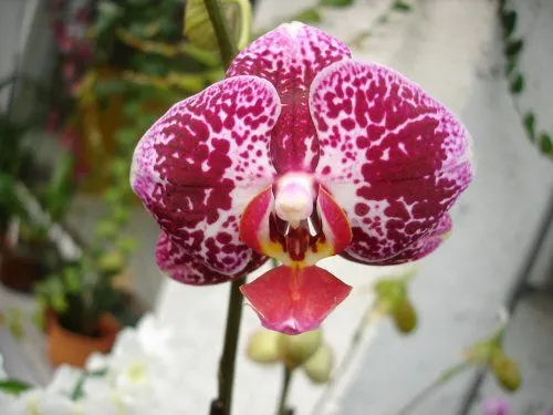 Phalaenopsis CHAIN XEN DIAMOND
