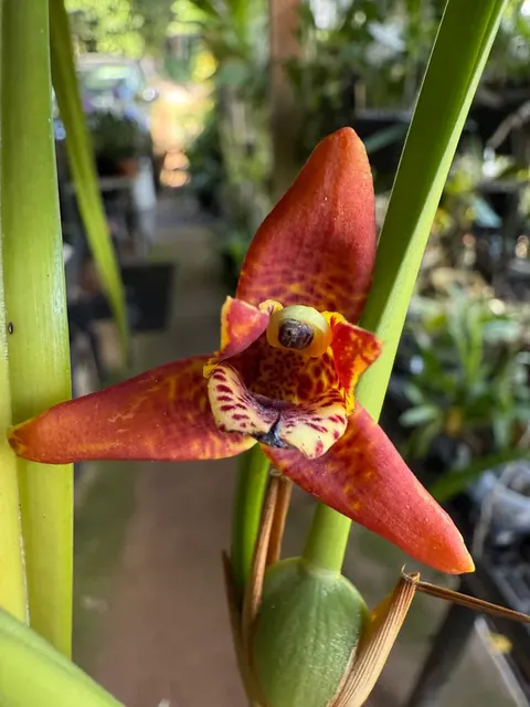 Maxillaria tenuifolia 'red variety' (Maxillaria)