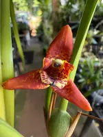 Maxillaria Tenuifolia 'red variety'- The Coconut Scented Orchid (Fragrant) — Not Currently In Bloom or Spike