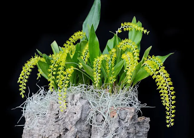 Dendrochilum formosanum 'Montclair , Note: Division' (Dendrochilum)
