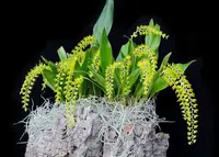 Dendrochilum formosanum 'Montclair , Note: Division '