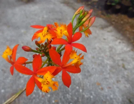 Epidendrum radicans<p>Mexican reed orchid (Epidendrum)