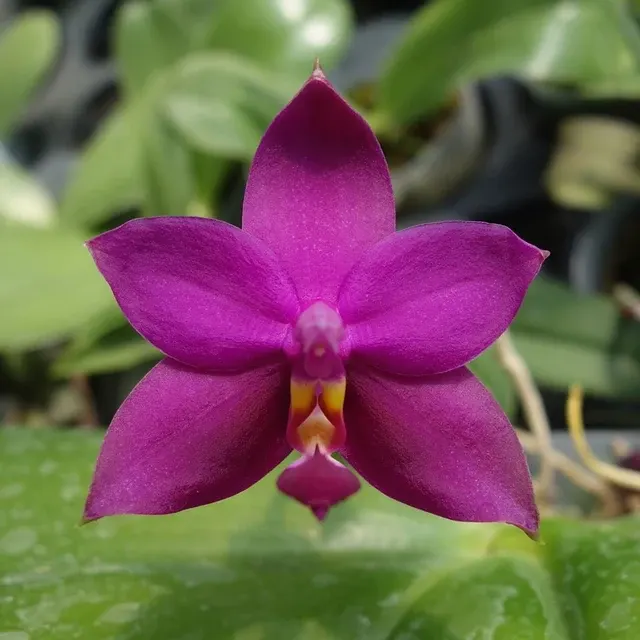 Phalaenopsis violacea 'Red' (Phalaenopsis)