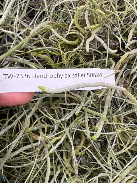 Dendrophylax sallei (Dendrophylax)