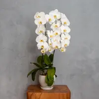 White Phalaenopsis Orchid (2 Stalks) — Johor