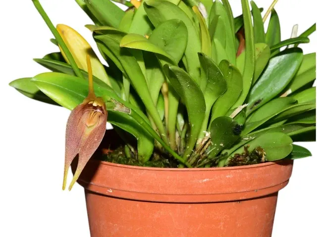 Masdevallia zumbae (Masdevallia)