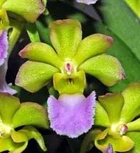 Vanda Kedah Bellah (Vanda)