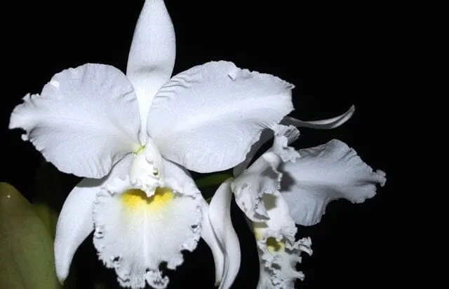 Cattleya labiata var alba (Cattleya)