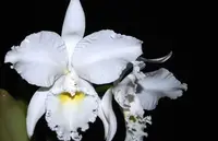 Cattleya labiata var. alba