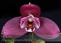 Angulocaste Norman's Winter Plum 'Note: Limited ' (Lyc. Shonan Harmony x Angcst. Paul Gripp)