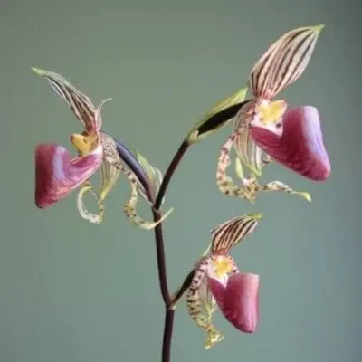 Paphiopedilium supardii (Paphiopedilum)