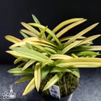 [Bare-root] #VA# Neofinetia (V.) falcata 'Kinroukaku' 金楼閣 [2.5" BS][Oct in stock 26]