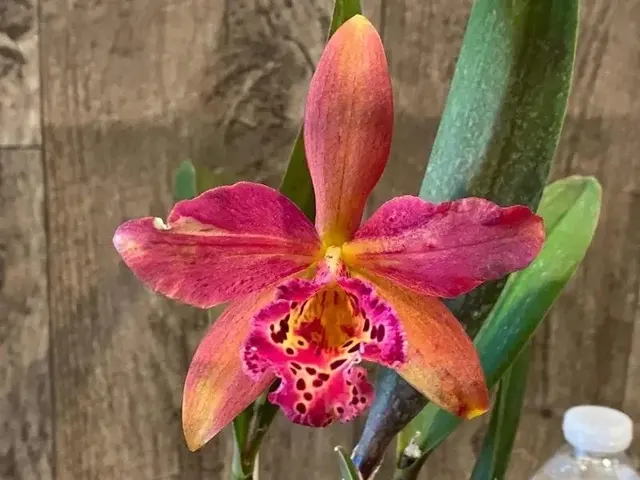Brassolaeliocattleya Copper Queen (Brassolaeliocattleya)