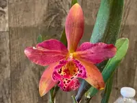 Blc. Copper Queen (Bl. Richard Mueller x Blc. Toshia Aoki) (3.5″ pot)