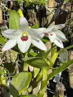Dendrobium Kruger Candy