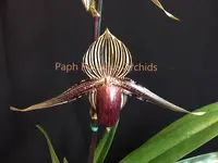 Paphiopedilum rothschildianum ‘Dark Angel’ x ‘Howard Martin’ FCC/AOS