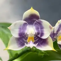 MCL293 Phalaenopsis Mituo Purple Tiger 'Snow Lion'