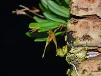 Muscarella clavigera
