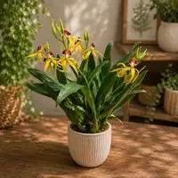 Prosthechea (Encyclia) cochleata var. cochleata - parfumata — fara flori - ghiveci 12 cm