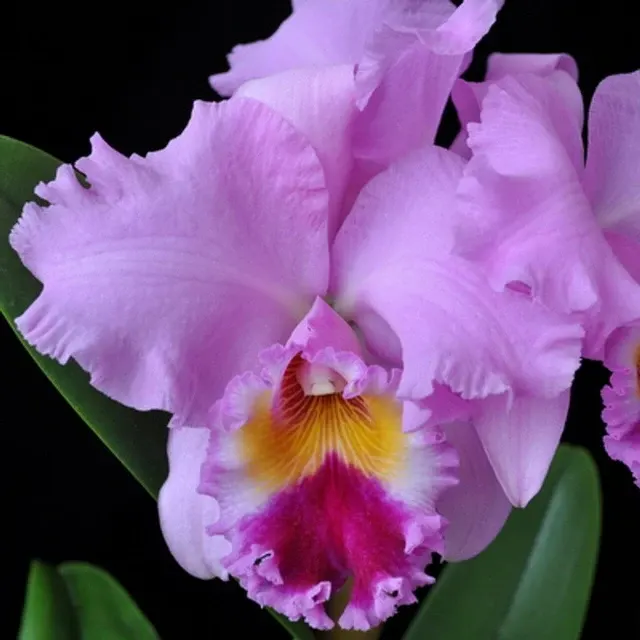 Cattleya Alliance - Rlc. Nana Honda 'Volcano Queen'