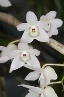 Dendrobium aduncum